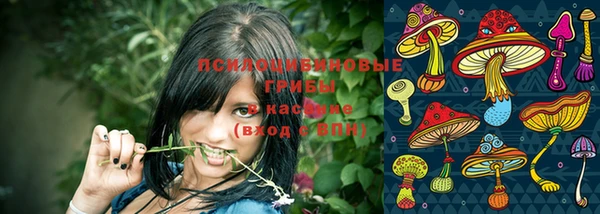 прущие грибы Волоколамск